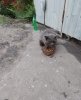 фото обьявления