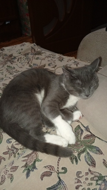 фото обьявления